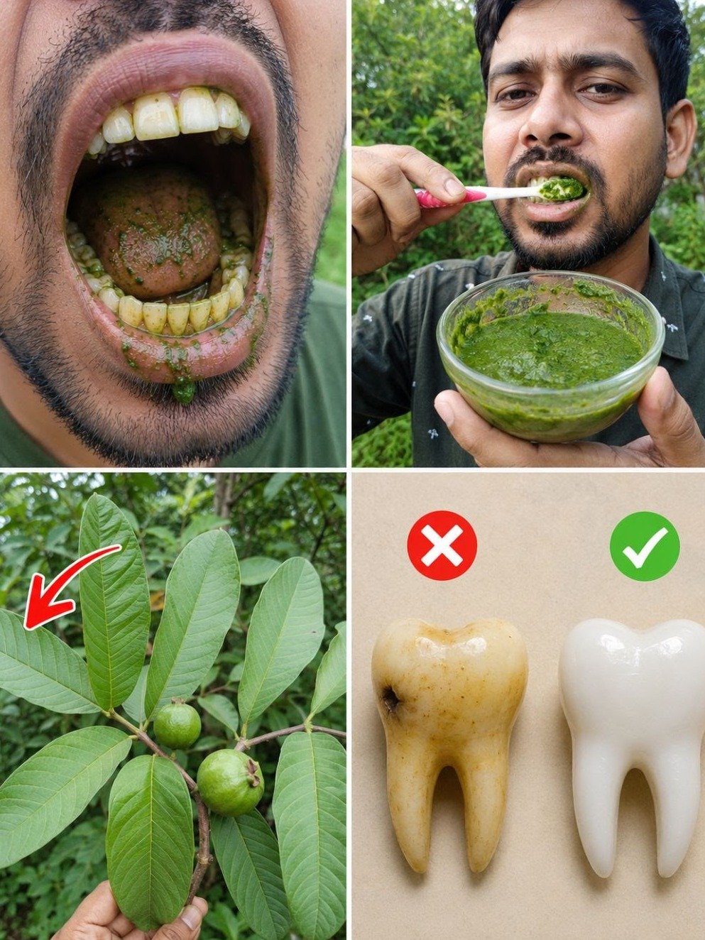 Révélation Choc : 3 Façons Insoupçonnées d'Utiliser les Feuilles de Goyave pour un Sourire Éclatant (Le Secret que Personne ne Vous Dit !)