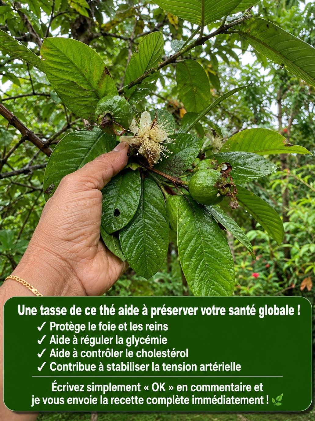 Le Secret Caché des Plantes : Ce Thé aux Feuilles de Goyavier Va Révolutionner Votre Santé (Et Voici Comment le Préparer en 10 Min !)