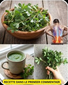 Ne PAS Cultiver Cette Plante Serait Votre Plus Grande Erreur : Le Pourpier, Le Superaliment Qui Bat La Viande (7 Raisons Choc Qui Vont Vous Étonner !)