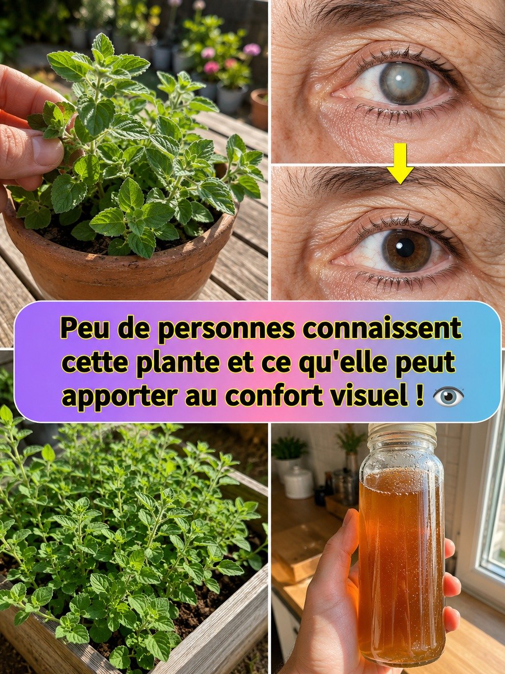 Le Secret Millénaire Révélé : 3 Remèdes Étonnants à l'Origan Cubain Pour une Vision Parfaite !
