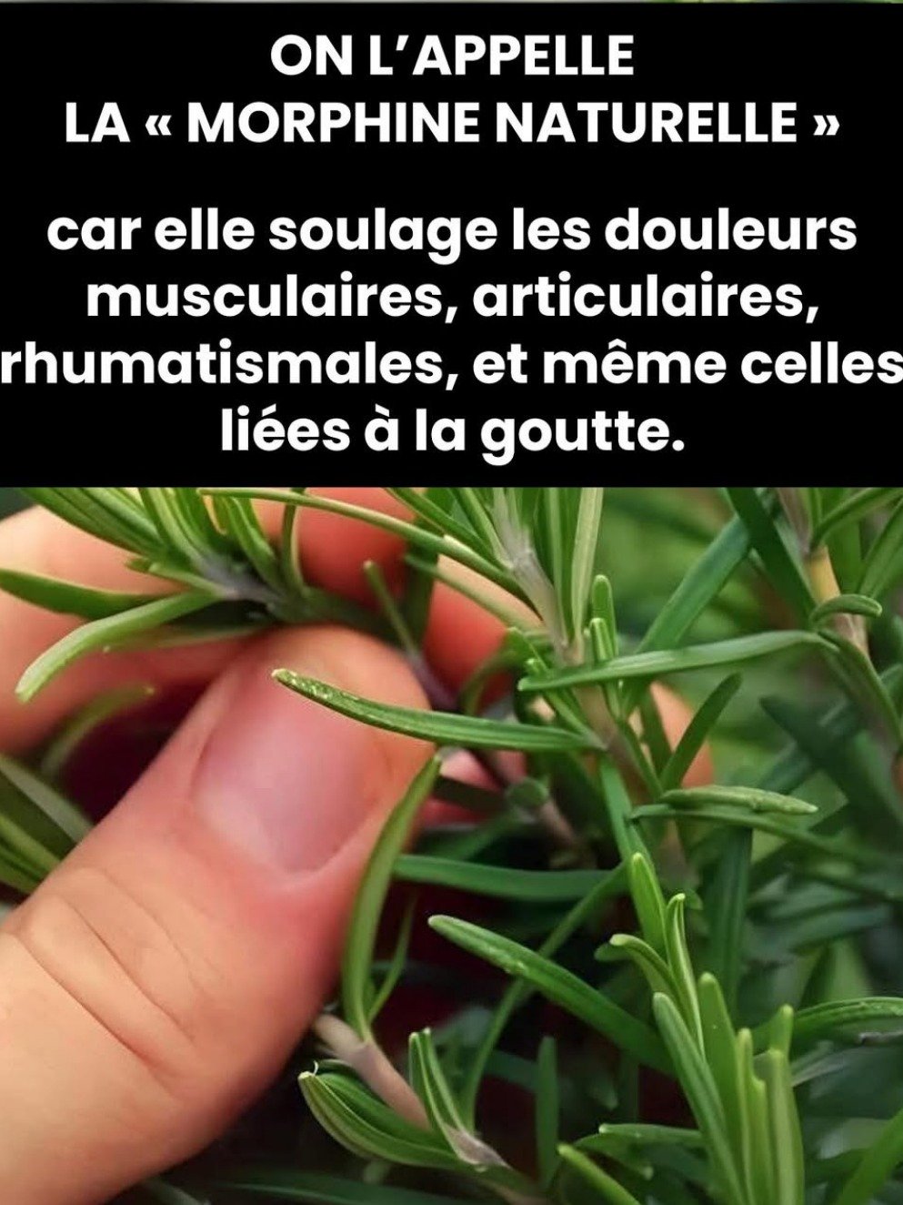 Le Secret Anti-Douleur Ultime : Cette Infusion aux 4 Super-Ingrédients Va VOUS Changer la Vie (Et Révolutionner la Médecine Douce) !
