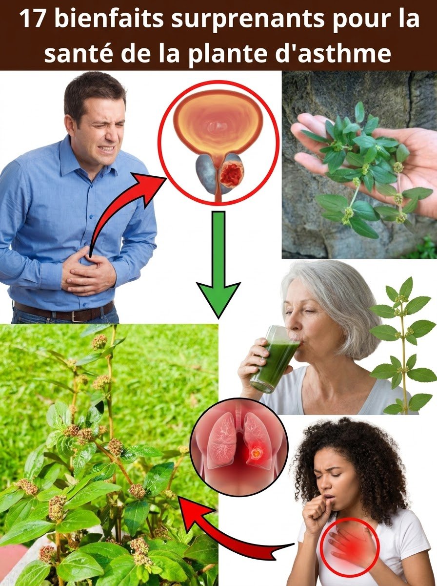 17 Bienfaits ÉPOUSTOUFLANTS de l'Euphorbia Hirta : Le Secret Que Personne Ne Vous Dit !