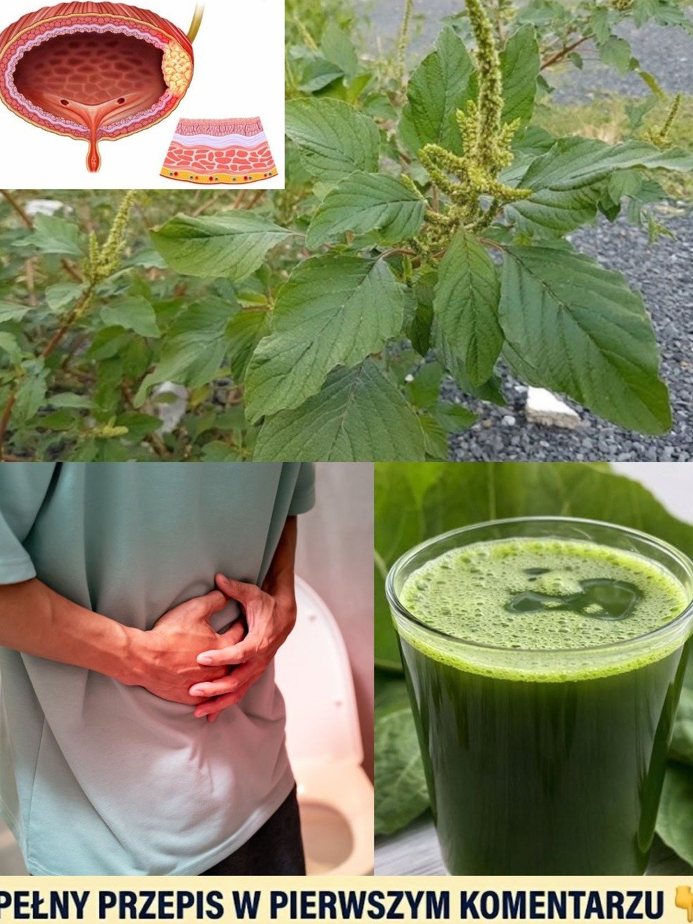 Ne la jetez plus : Cette « mauvaise herbe » commune est un super-aliment sous-estimé !