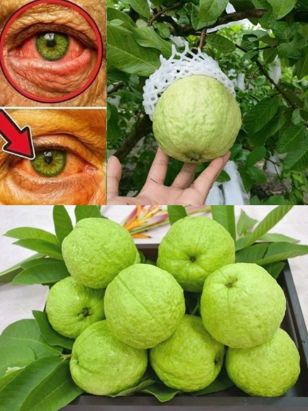 NE MANQUEZ PAS ÇA ! Les Feuilles de Goyave Peuvent-elles VRAIMENT Sauver Votre Vue ? La Science Révèle Tout !
