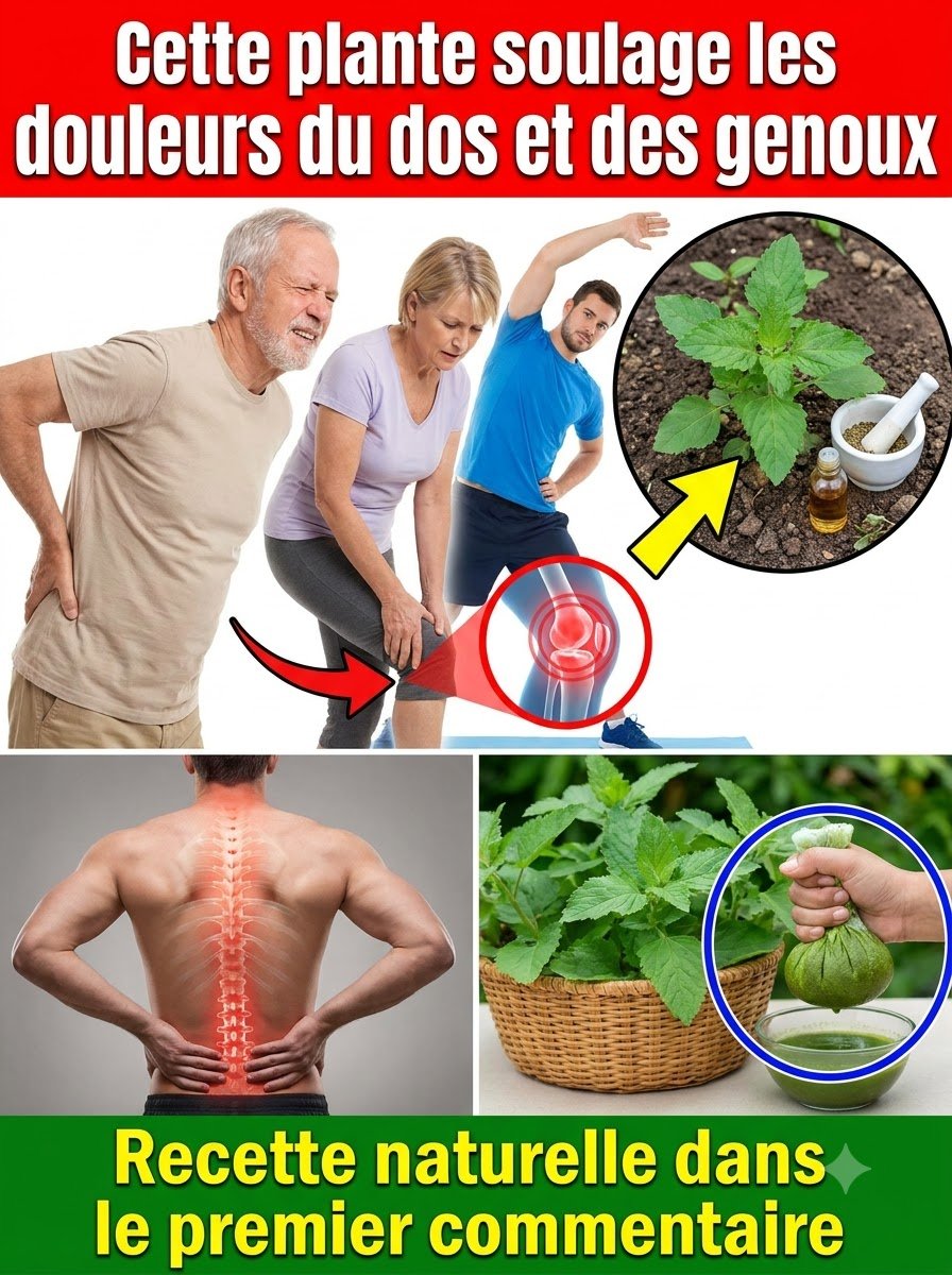 Ne Jetez PLUS Jamais Cette 'Mauvaise Herbe' ! Ses 5 Pouvoirs Cachés Vont Révolutionner Votre Santé (Le Secret Bien Gardé de la Nature)