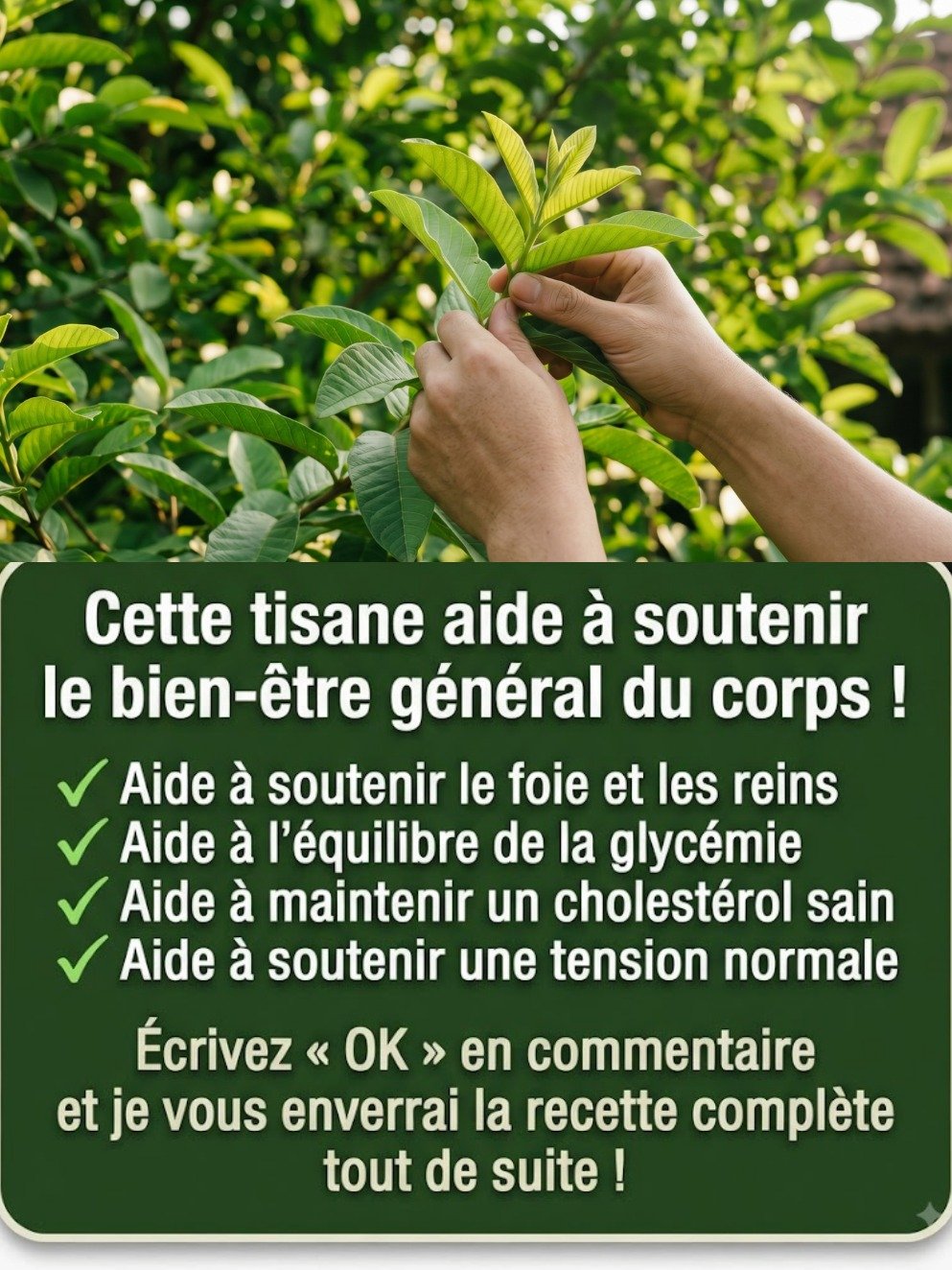 Le secret oublié des feuilles de goyavier : Pourquoi tout le monde commence à boire cette infusion naturelle ?