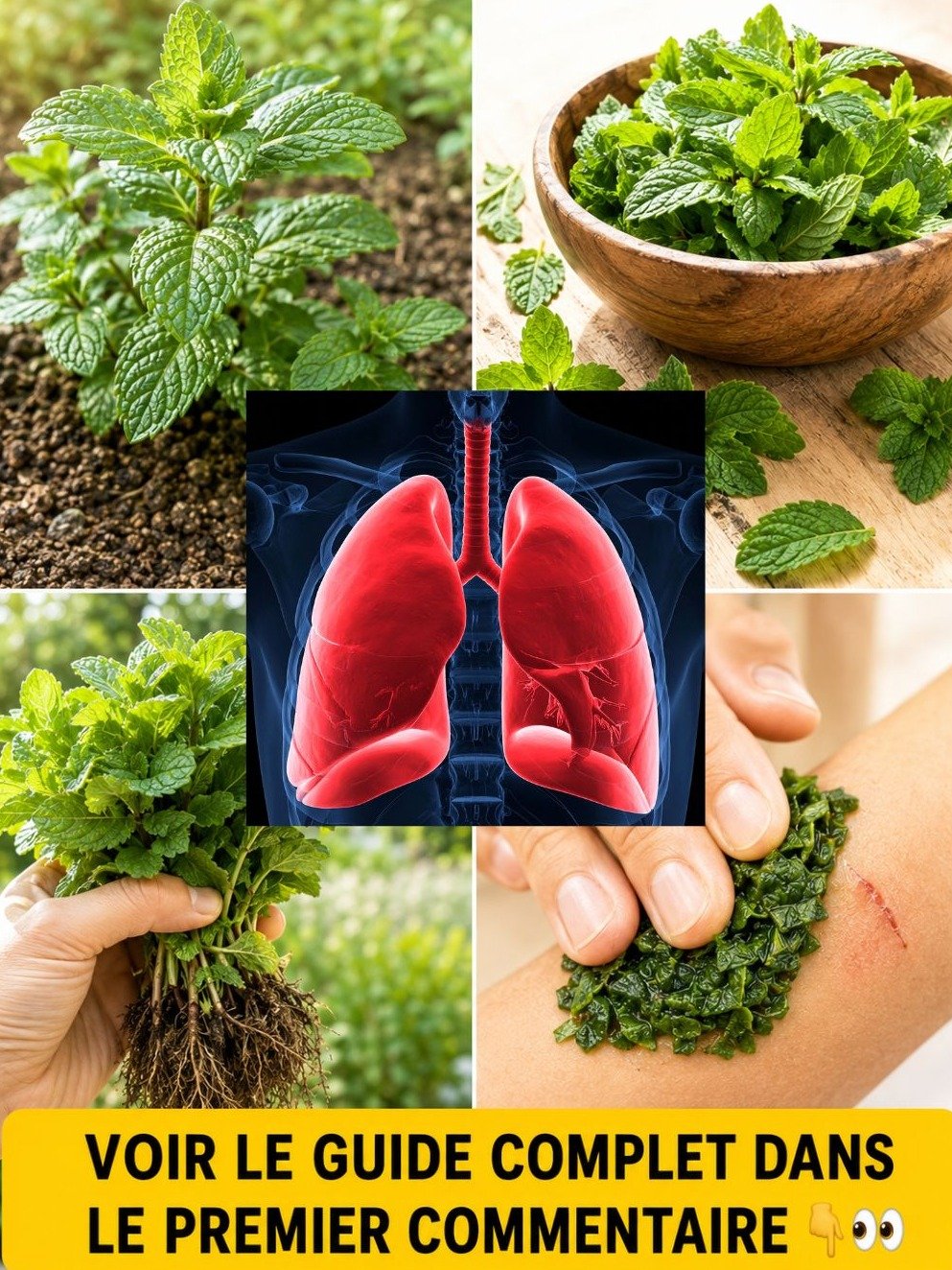 La Menthe Pomme : Le Secret Naturel Oublié pour une Peau Éclatante, une Respiration Libre et un Bien-être Total (Vous Allez Adorer !)