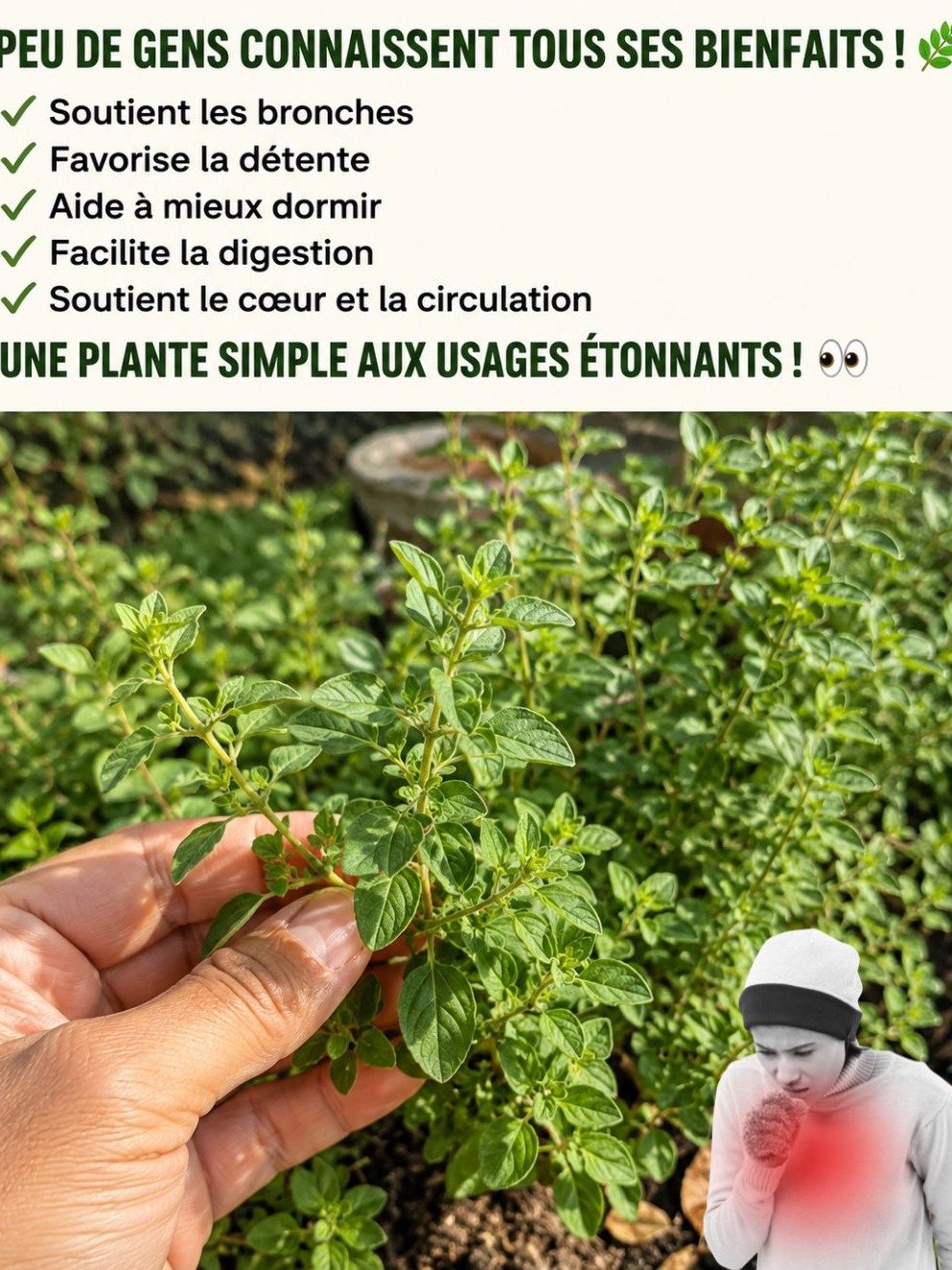 Le Secret Vert Que Votre Pharmacie Ne Vous Dira Jamais : Découvrez Les 15 Super-Pouvoirs de L'Origan Cubain à Cultiver Chez Vous !