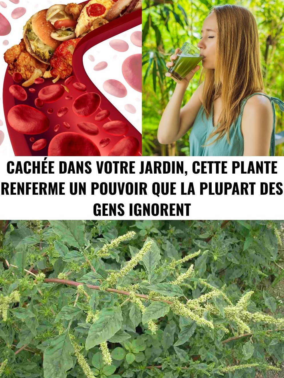 Incroyable : Cette Plante Commande 10 Remèdes Naturels et Elle Pousse SÛREMENT dans Votre Jardin ! Ne la Jetez Plus Jamais !