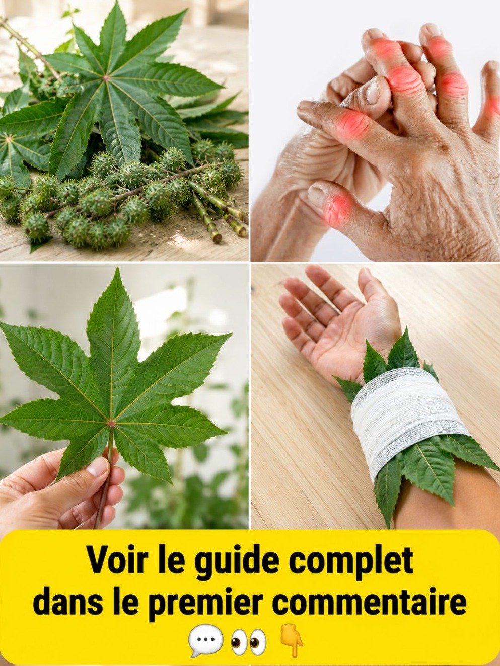 Feuilles de ricin : Le secret ancestral ou un danger mortel ? Ce que vous devez savoir