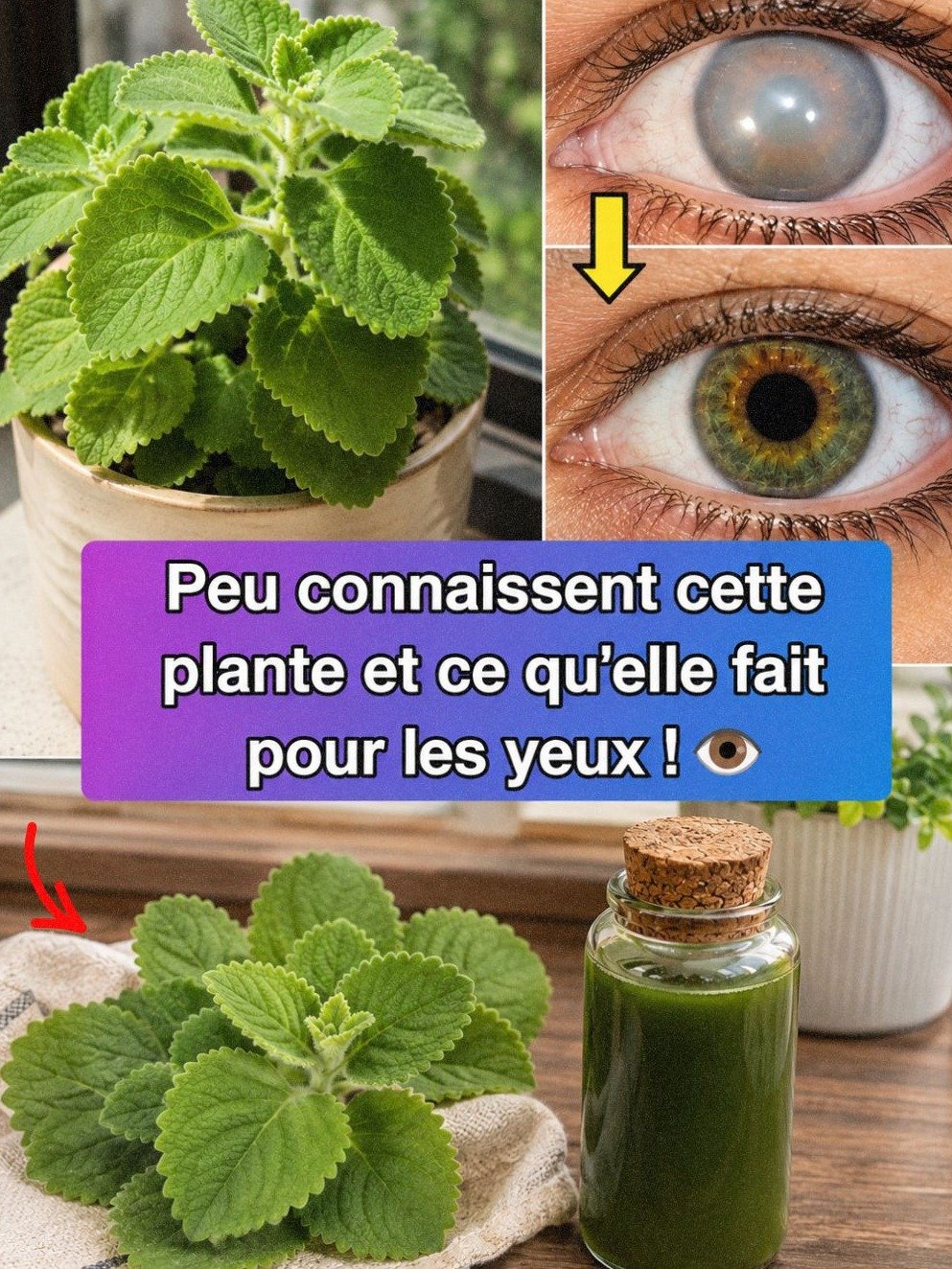 Le Secret Insoupçonné de l'Origan pour une Vue Éclatante : 3 Remèdes Maison à Connaître Absolument !