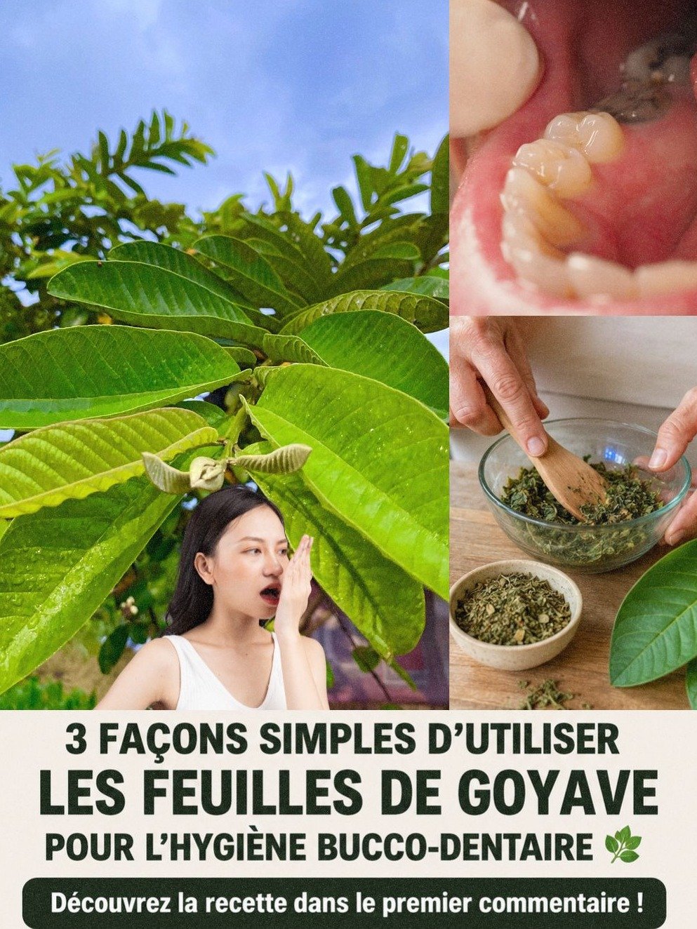 Dites adieu aux douleurs dentaires : 3 méthodes naturelles avec des feuilles de goyave pour traiter vos caries !