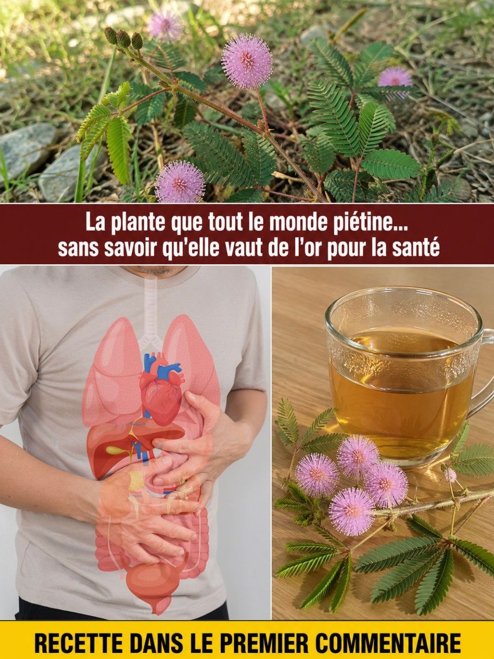 La Plante Mystérieuse Qui Réagit au Toucher Révèle Ses 7 Secrets de Santé Incroyables ! (Vous DEVEZ savoir ça)