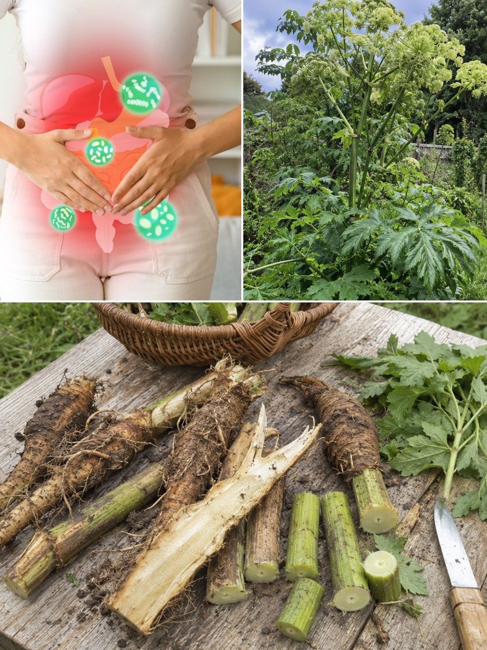 Digestion difficile ? Voici le remède ancestral méconnu pour dégonfler après chaque repas