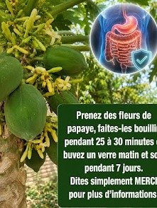 Le Secret Bien Gardé : 20 Bienfaits Incroyables de la Fleur de Papaye (et Comment la Préparer pour en Profiter Pleinement) !