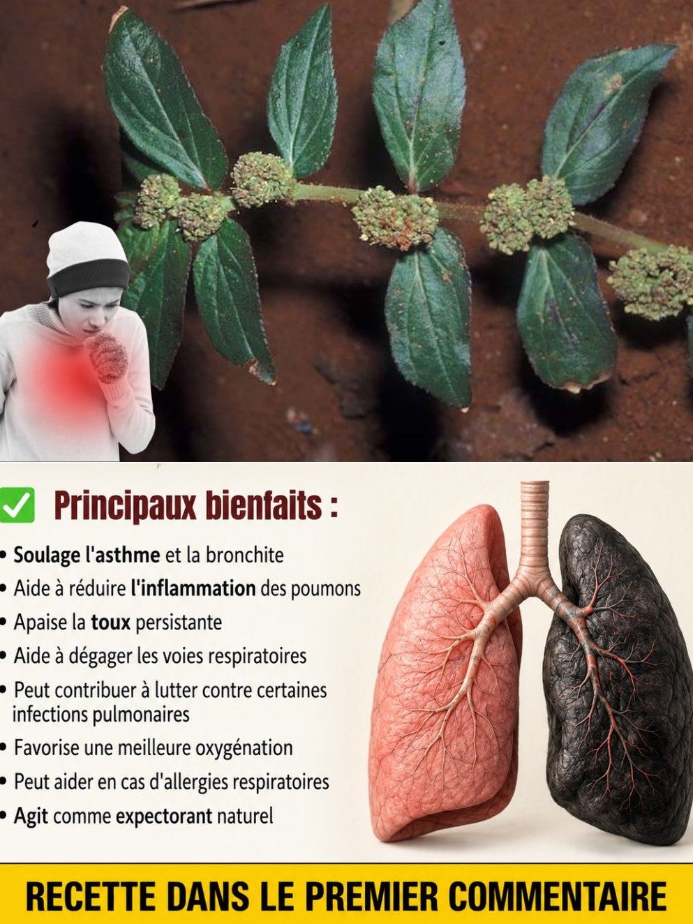 Ne Sous-estimez Plus Cette Plante ! Ses 6 Pouvoirs Cachés Pour une Santé Révolutionnaire (Le Secret que Personne Ne Vous Dit)