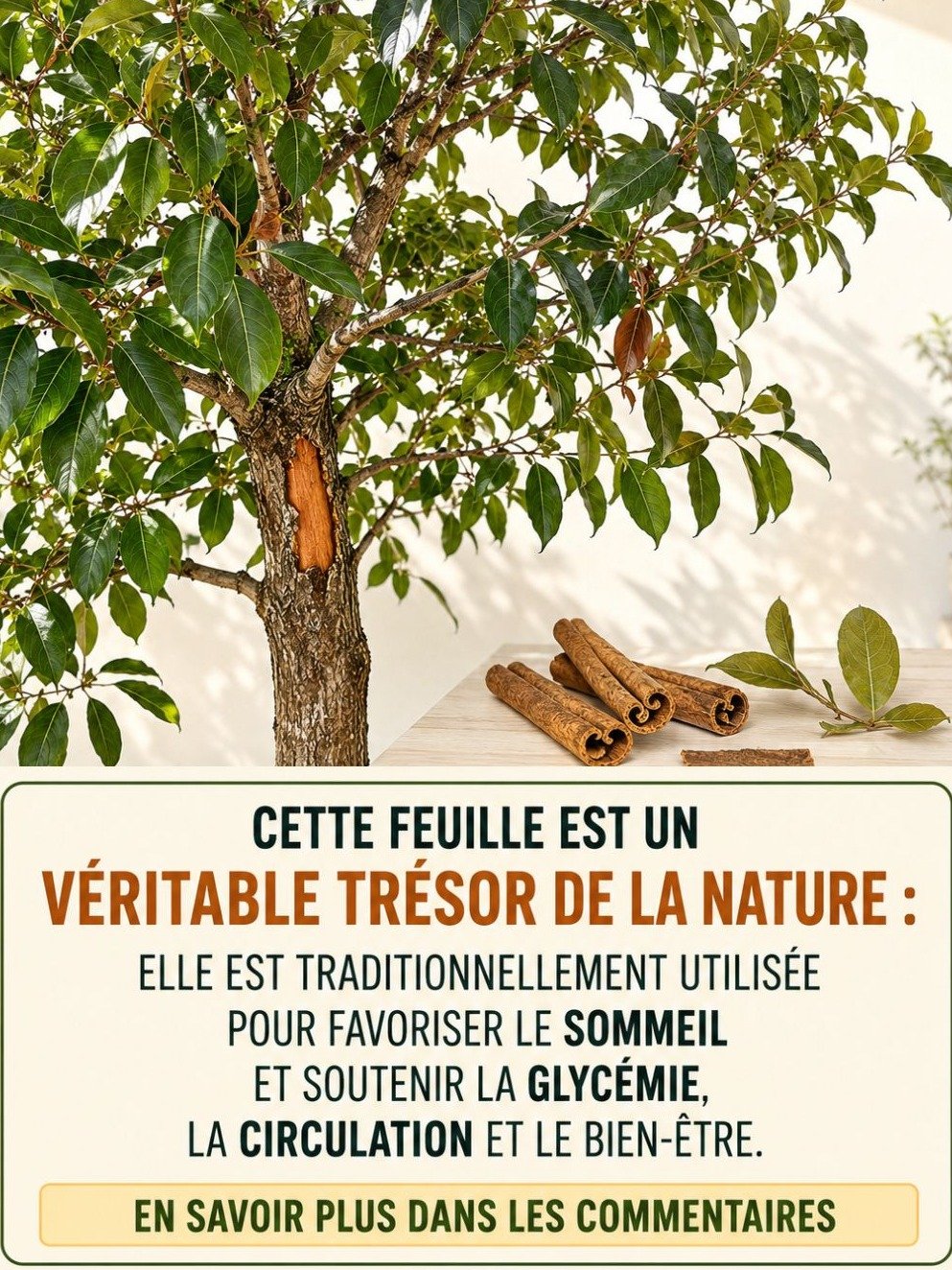Infusion de laurier : Le secret naturel méconnu pour votre digestion (Recettes faciles)
