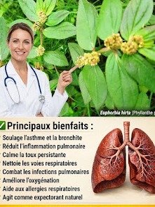 Le Secret Oublié de la Nature : 6 Pouvoirs Insoupçonnés de l'Euphorbia Hirta (Ne Passez Pas À Côté !)