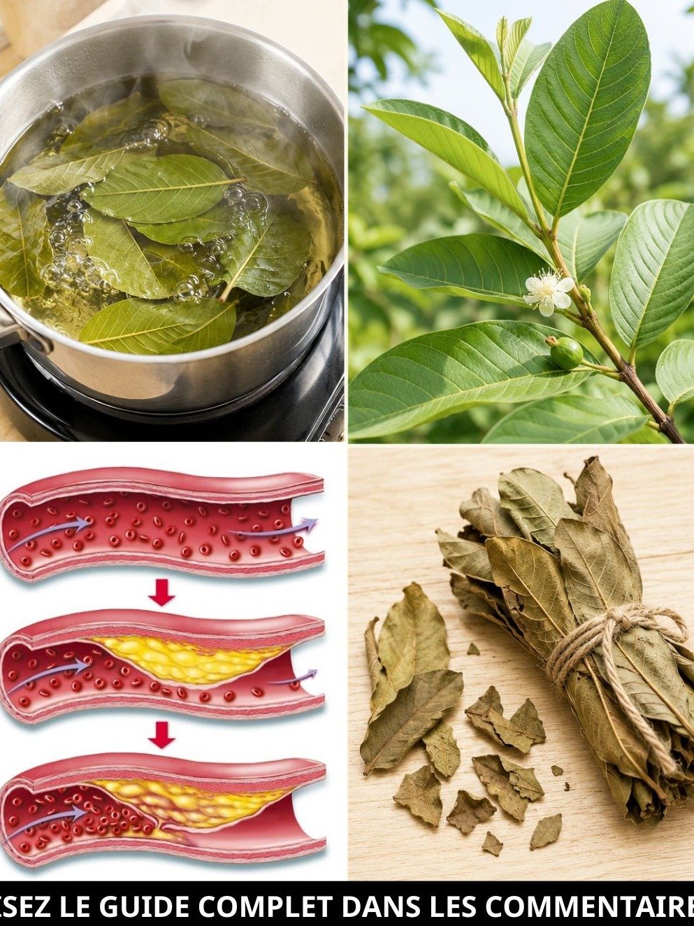 Feuilles de goyavier : Le secret naturel méconnu pour votre digestion et votre métabolisme
