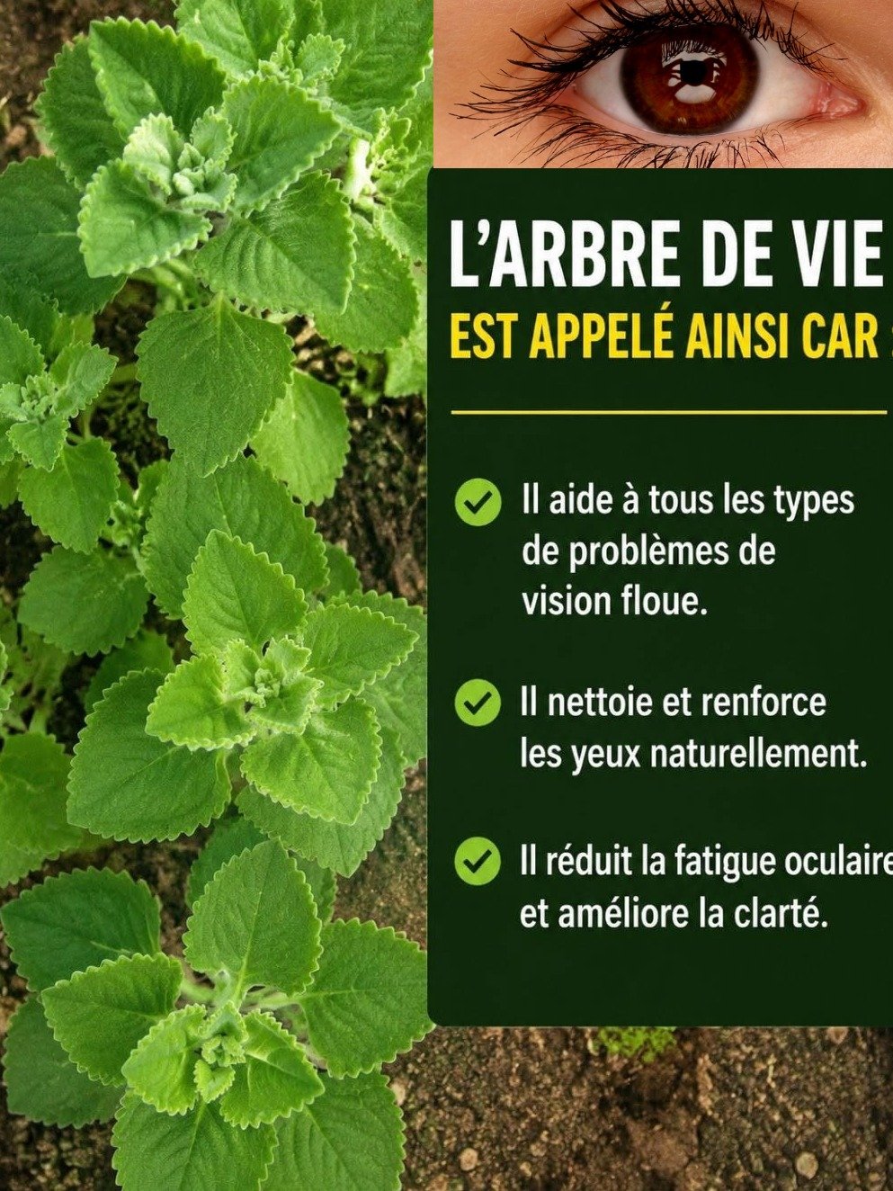 Cette plante que vous avez dans votre cuisine pourrait sauver vos yeux (les ophtalmologues ne veulent pas que vous sachiez)