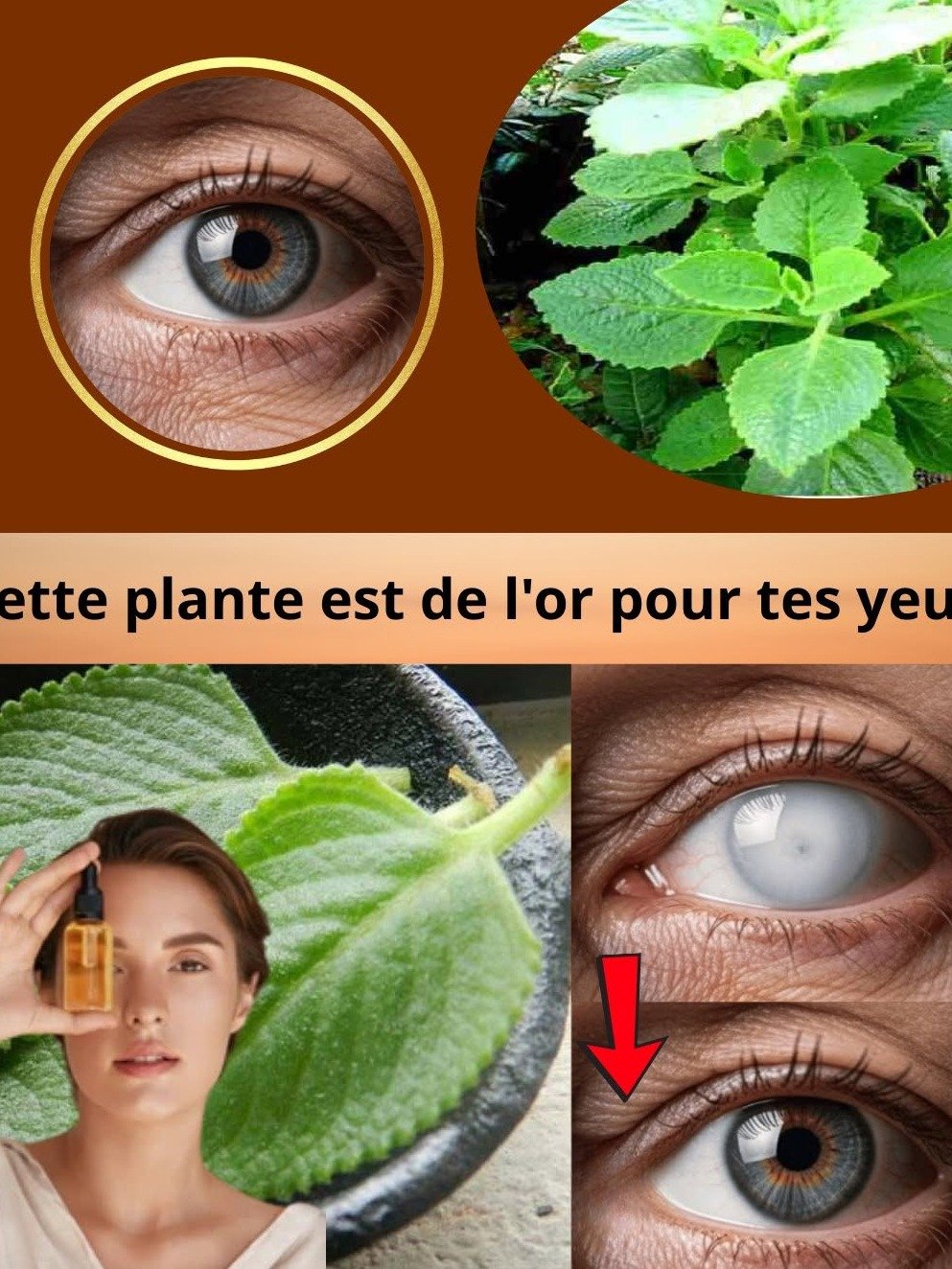 Le Secret Oculaire que Personne ne Vous Dit : Cette Plante Mystérieuse Soulage la Fatigue Visuelle de Millions (Mais Lisez CECI Avant d'Agir) !