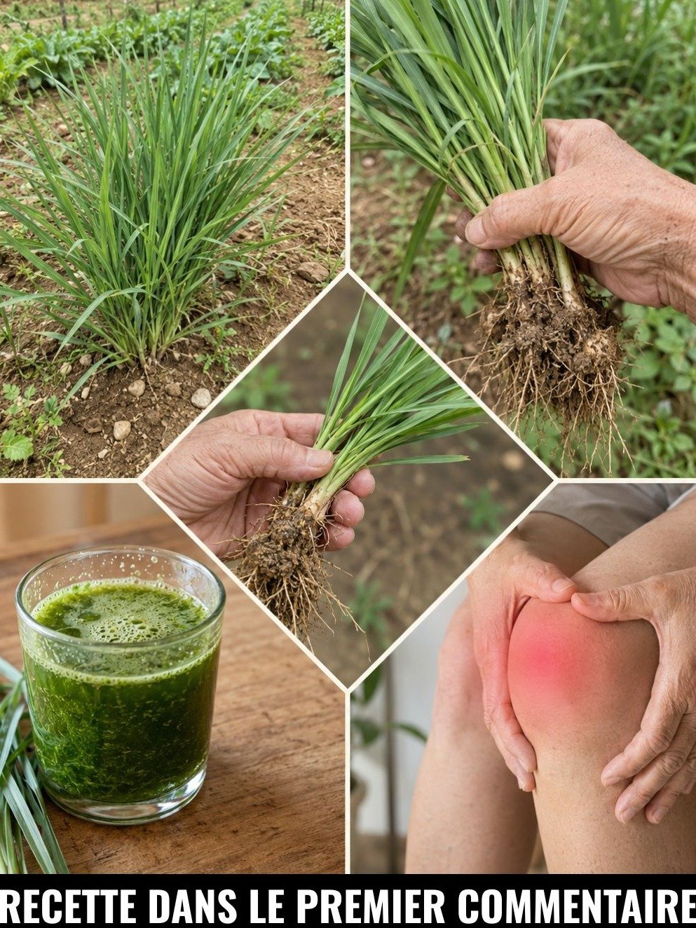 Le secret oublié du Goosegrass : Cette "mauvaise herbe" qui soulage vos tensions dorsales ?