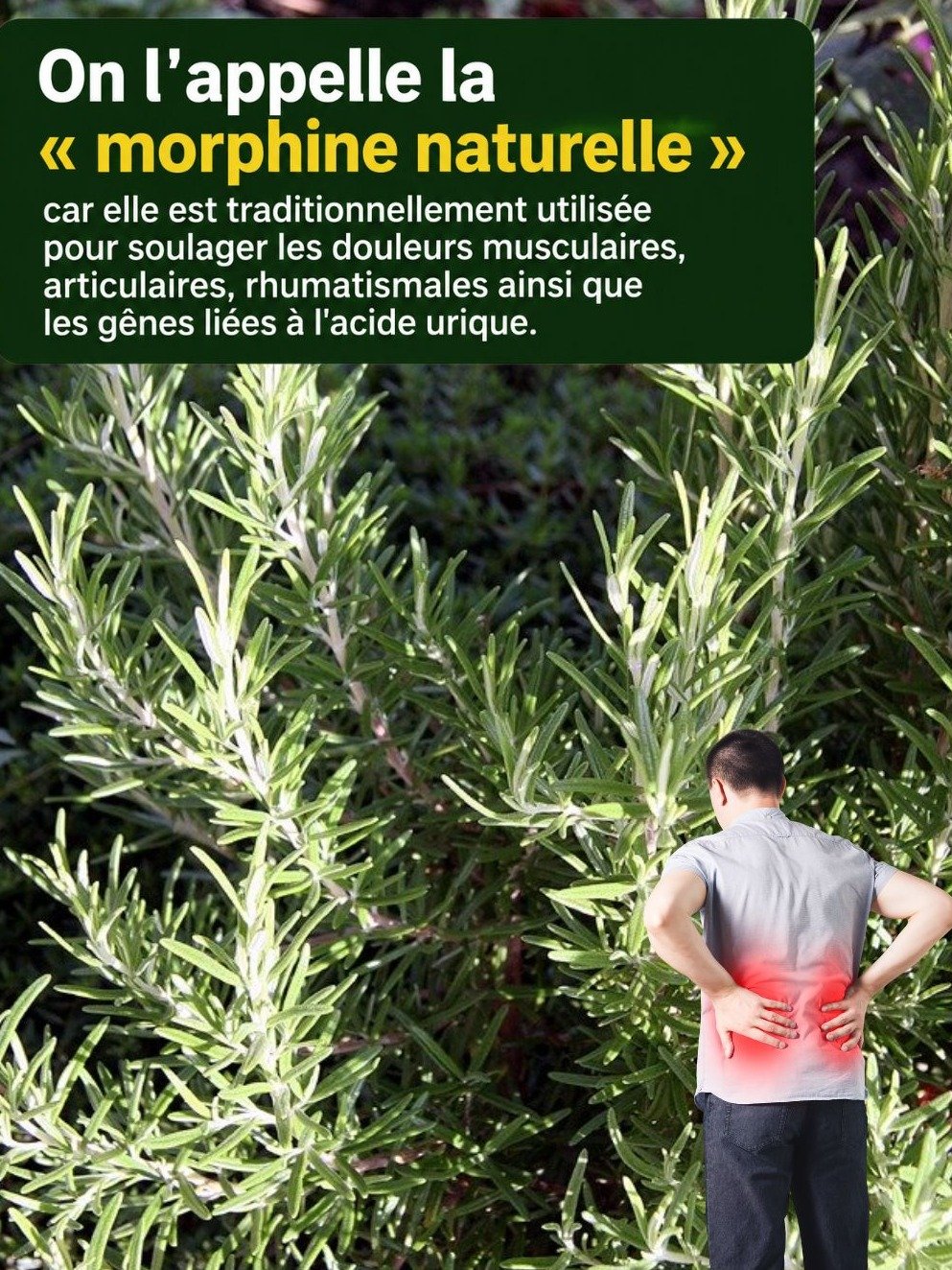 Rhumatismes, Goutte, Douleurs ? Le Romarin Est Le Secret Naturel Pour Une Vie Sans Souffrance (Votre Corps Vous Remerciera) !