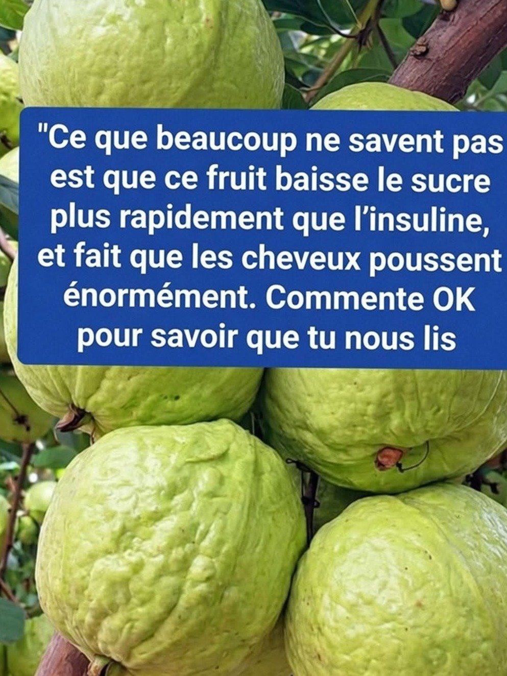 Goyave : Le Secret Insoupçonné pour Maîtriser Votre Glycémie ? Ce Fruit Tropical Va Vous Surprendre !
