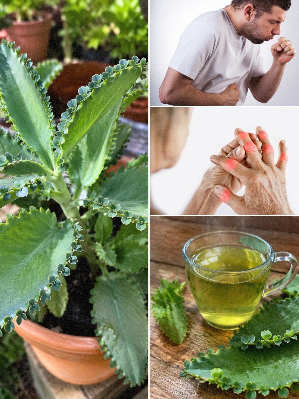 Kalanchoé : Le secret naturel oublié pour booster votre santé et votre vitalité 🌿