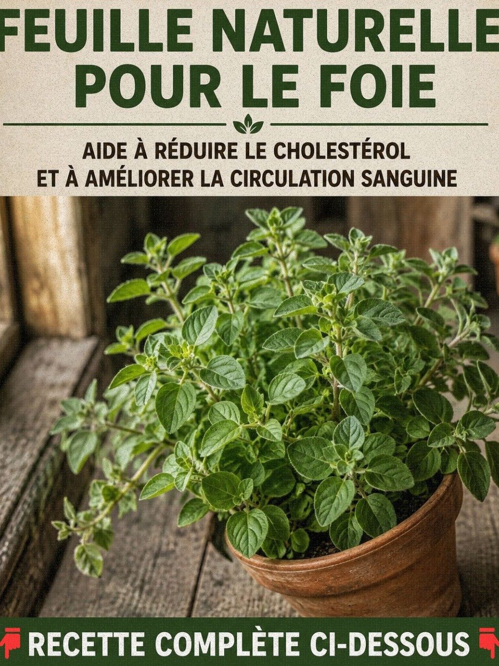Le Secret Bien Gardé de l'Origan : 8 Bienfaits Étonnants pour une Santé de Fer (Que Vous DEVEZ Connaître !)