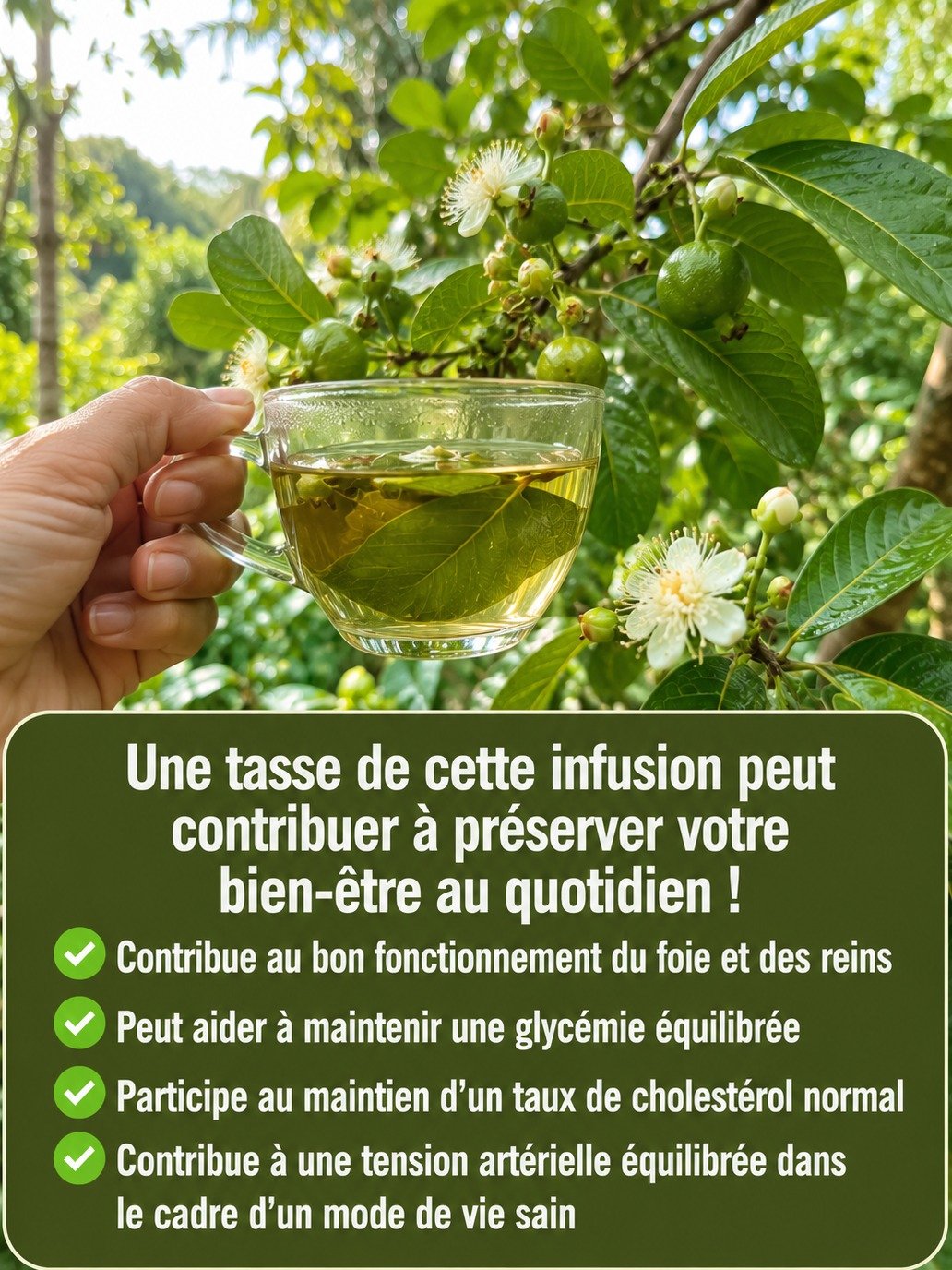 Le Secret Ancestral Révélé : Cette Tisane de Feuilles de Goyavier Va Révolutionner Votre Santé (Foie, Reins & Équilibre) !