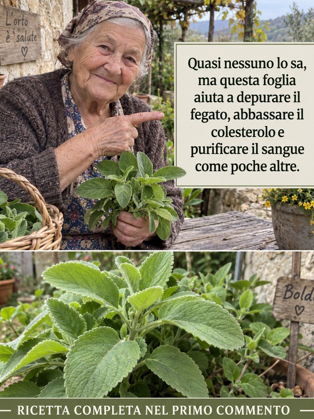 Le secret ancestral pour un corps purifié : Cette infusion au boldo va transformer votre digestion et votre énergie en 7 jours !