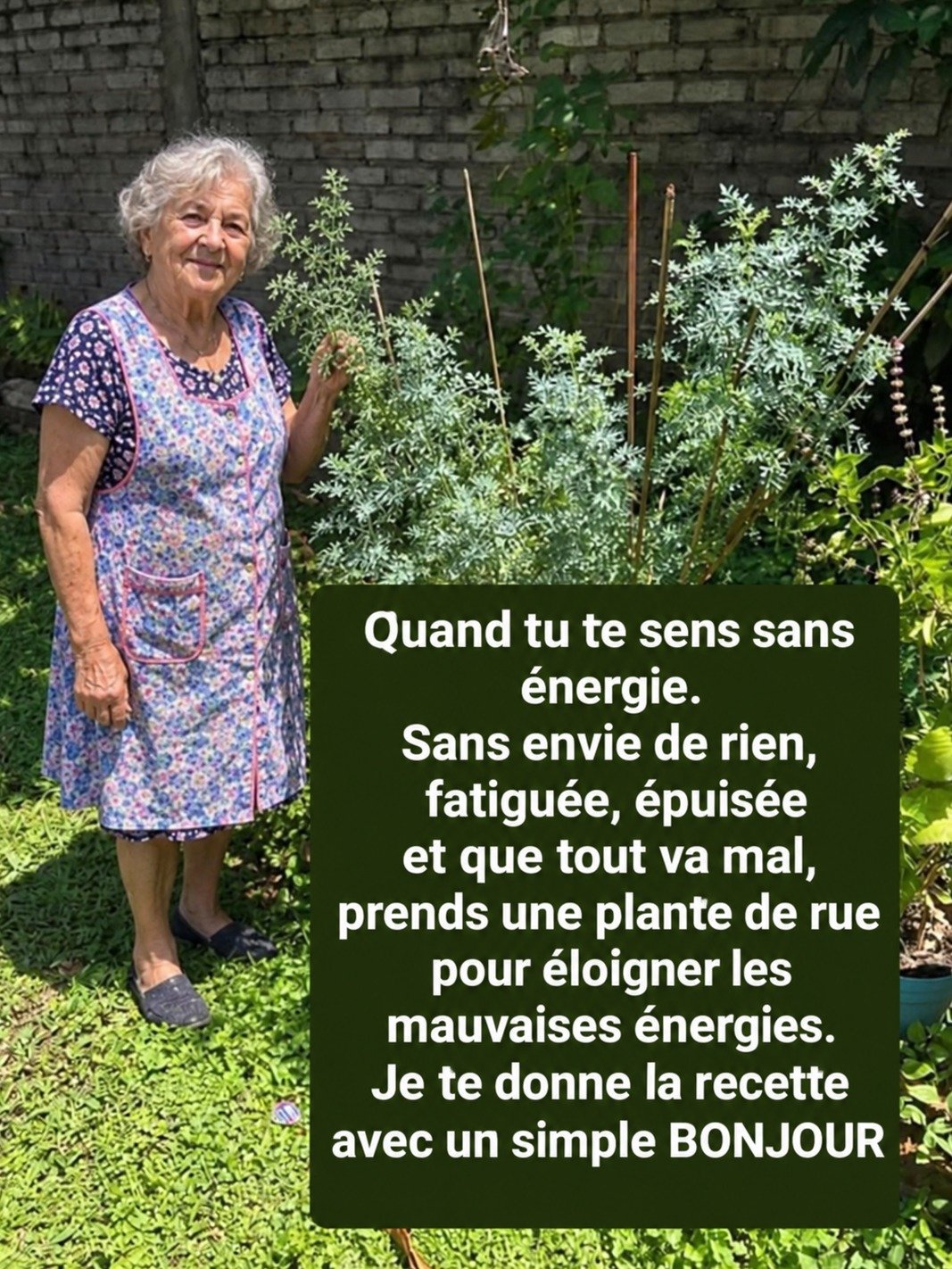 Épuisé(e) et stressé(e) ? Découvrez le secret ancestral de la Rue pour transformer votre énergie et votre humeur instantanément !