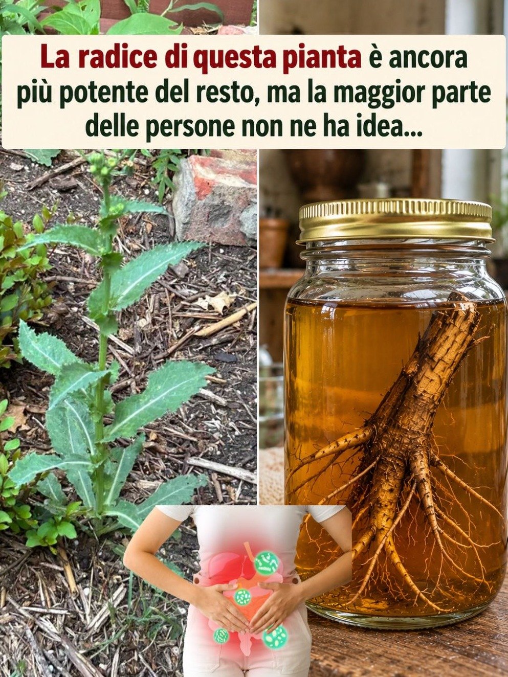 Le Secret Millénaire Oublié : Cette Racine Naturelle Soulage Douleurs, Anxiété et Purifie Votre Corps en Profondeur !