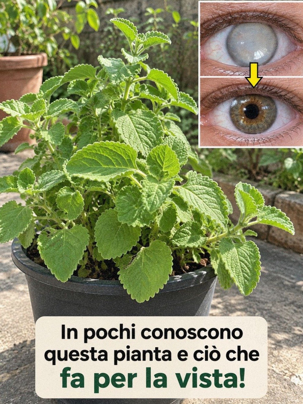 Le Secret Millénaire pour une Vision Éclatante : 3 Remèdes Maison à l'Origan Cubain que PERSONNE ne vous a Dits !