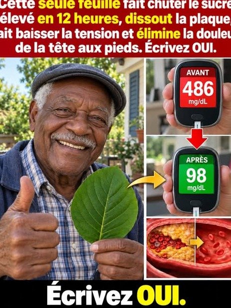 RÉVÉLATION CHOC : 1 Feuille Simple Stoppe les Pics de Glycémie qui Détruisent Votre Pancréas et Vos Artères en Secret !