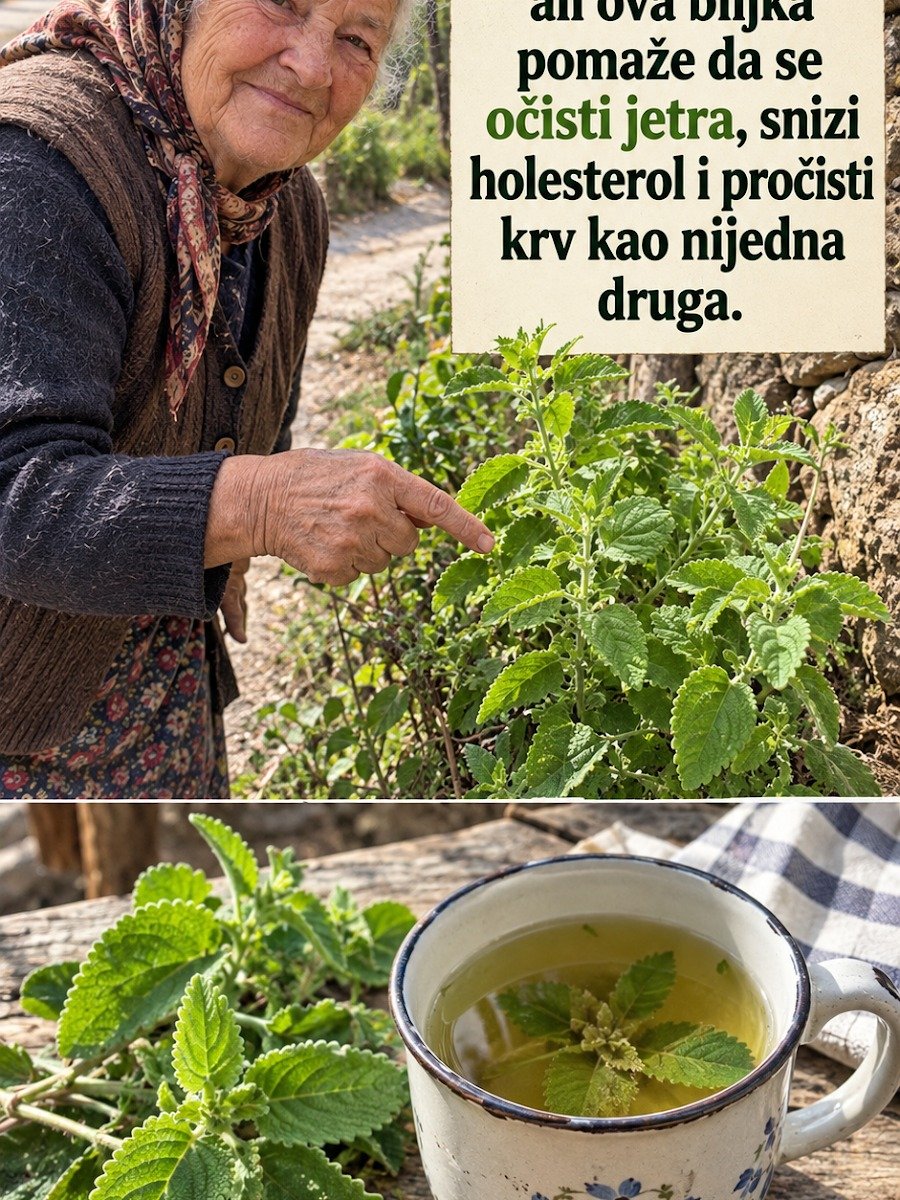Le Secret Millénaire pour un Foie Purifié : Découvrez la Plante qui Transformera Votre Digestion en Seulement 7 Jours !