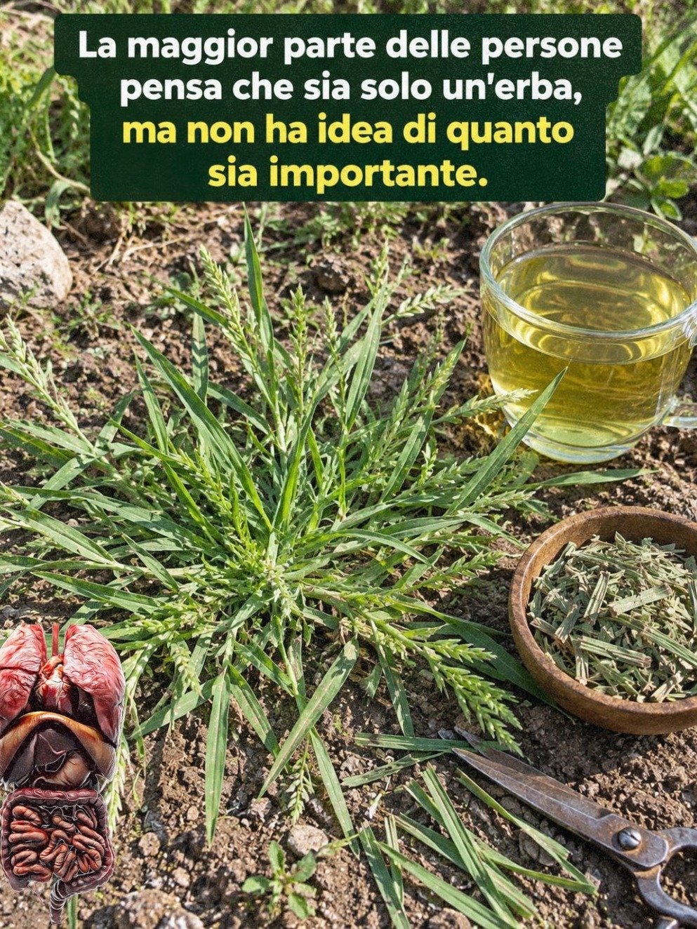 Cette "Mauvaise Herbe" Que Vous Arrachez Cache 15 Secrets Santé Incroyables ! Ne La Jetez PLUS Jamais !