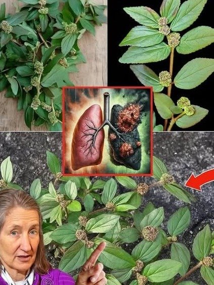 Euphorbia Hirta : Le Secret Ancien aux 30 Bienfaits Étonnants pour Votre Santé (Utilisation Sûre Révélée !)